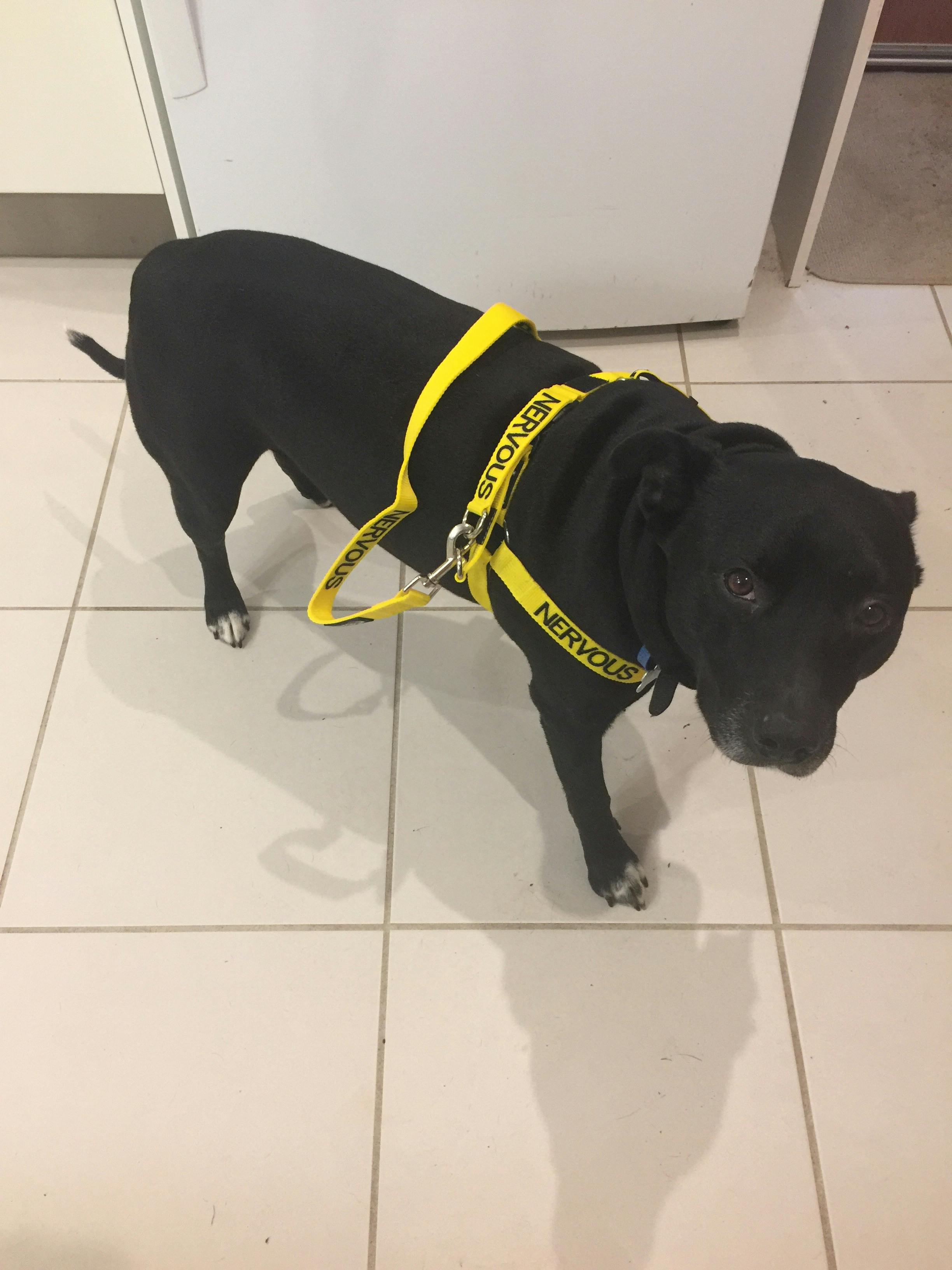 NERVOUS L/XL adjustable Strap Harness Friendly Dog Collars